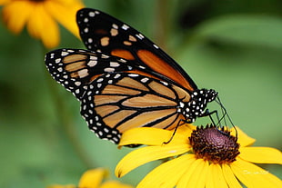 viceroy butterfly, insect, flowers, yellow flowers, butterfly HD wallpaper