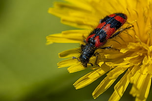 selective focus red and black blister beetle on yellow flower, jardin