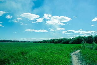 green grass field under white cloudy sky photography, nature HD wallpaper