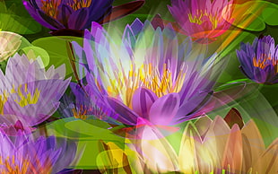 Lotus flowers illustration HD wallpaper