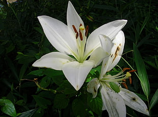 white Lilies closeup photography