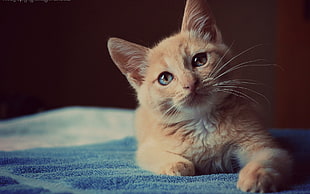 cat, animals HD wallpaper