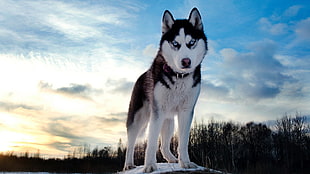 adult Siberian husky, Siberian Husky , dog, animals