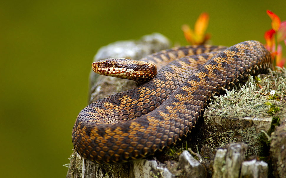 brown and black wicker basket, animals, snake, nature, reptiles HD wallpaper
