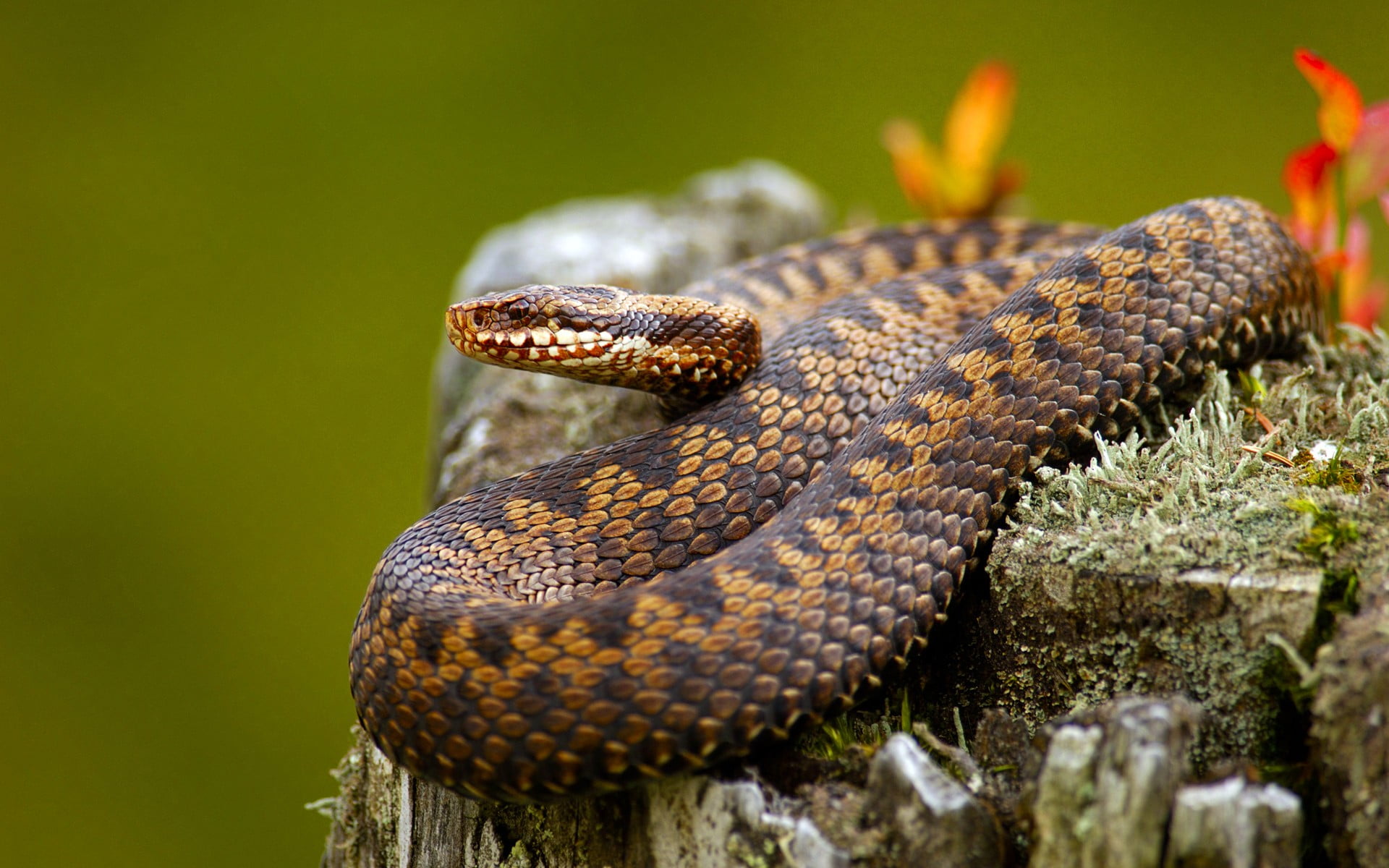 brown and black wicker basket, animals, snake, nature, reptiles