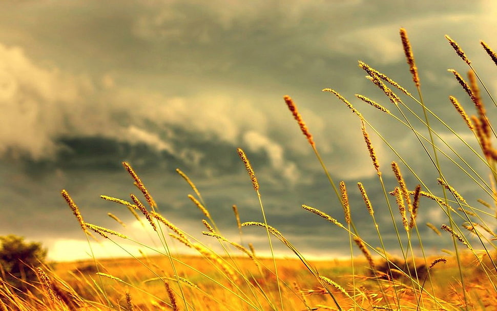 rice field photo shot during daytime HD wallpaper