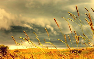 rice field photo shot during daytime