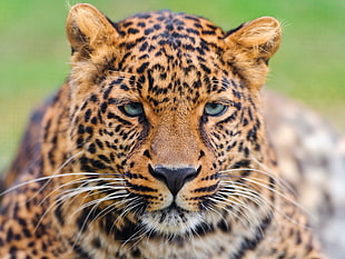 closeup photography of Leopard HD wallpaper
