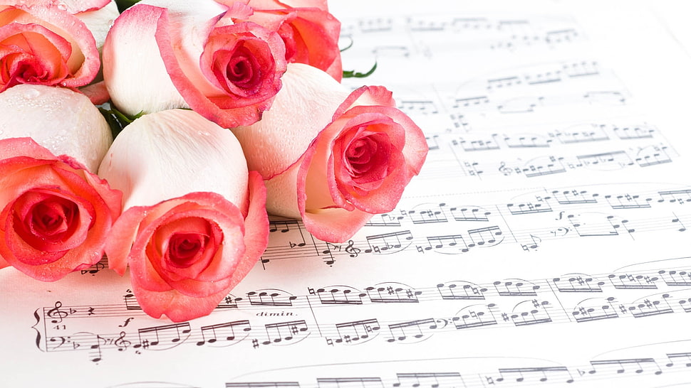 white-and-pink Roses on musical notes closeup photo HD wallpaper