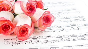 white-and-pink Roses on musical notes closeup photo HD wallpaper