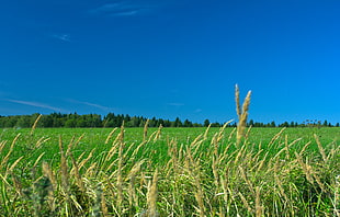 green and brown wheat field under blue sky at daytime HD wallpaper