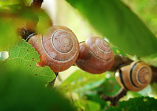 three brown snails, macro, nature, green, summer HD wallpaper