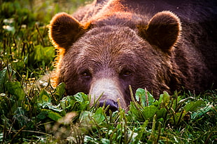 macro photography of brown bear during daytime