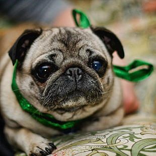 shallow focus photography of fawn pug HD wallpaper