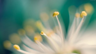 macro photography of white-and-yellow flower stigma