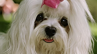 closeup photography of adult white maltese