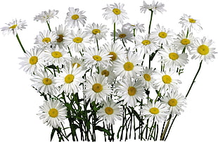 photo of white daisy lot HD wallpaper