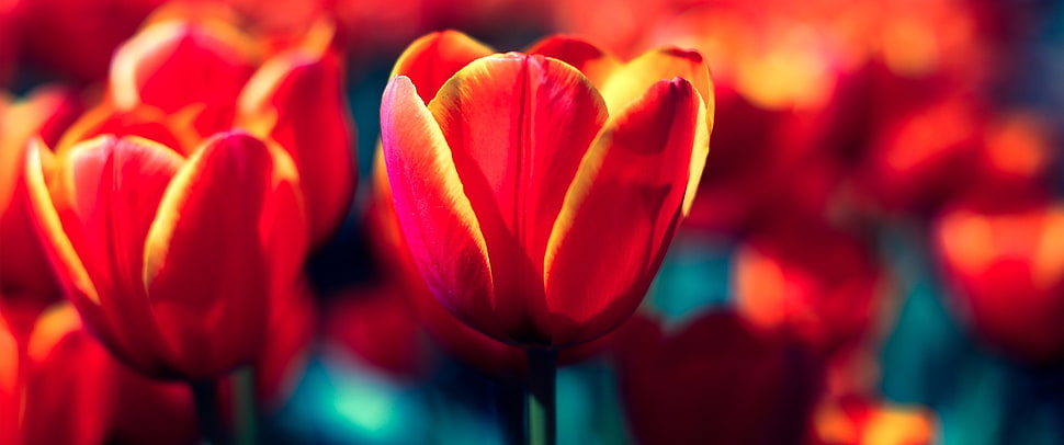 pink and yellow flower painting, tulips, red, flowers, nature HD wallpaper