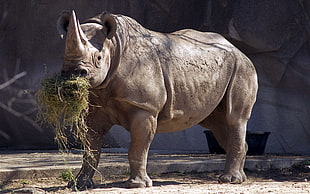 Rhino eating grass during daytime HD wallpaper