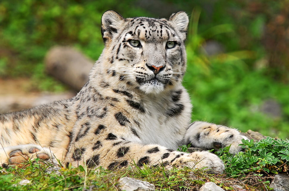 brown tiger on green grass lawn during daytime HD wallpaper