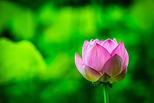selective focus photo of pink Lotus flower