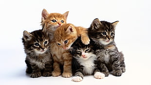 five Tabby kittens HD wallpaper