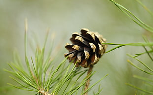 close up photography of pinecone HD wallpaper