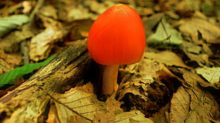 red and beige fungus, mushroom, leaves