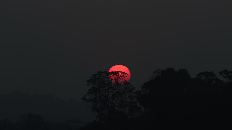 black and red floral textile, sunset, trees, landscape HD wallpaper
