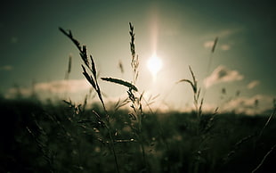 silhouette of wheat leaves during sunset
