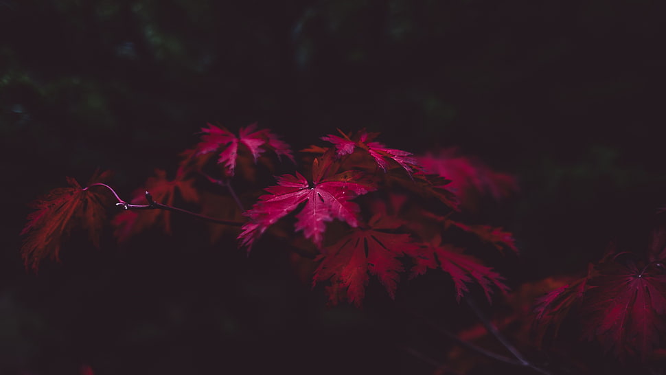 selective focus photography of pink leaf tree HD wallpaper