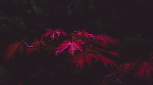 selective focus photography of pink leaf tree