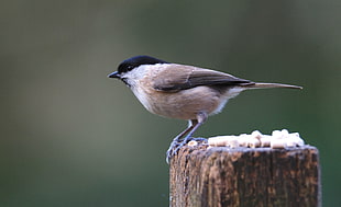 born and black sparrow on wood, marsh tit HD wallpaper