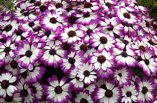 closeup photography of white-and-purple petaled flowers