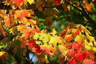 photography of yellow leaves HD wallpaper