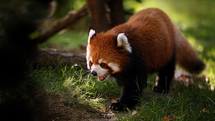red panda, animals, red panda, panda HD wallpaper
