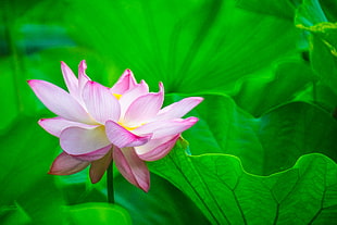 selective focus photo of pink Lotus flower HD wallpaper