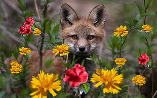 brwon fox, animals, fox, flowers HD wallpaper