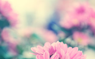 pink petaled flower, flowers, nature, depth of field, pink flowers HD wallpaper