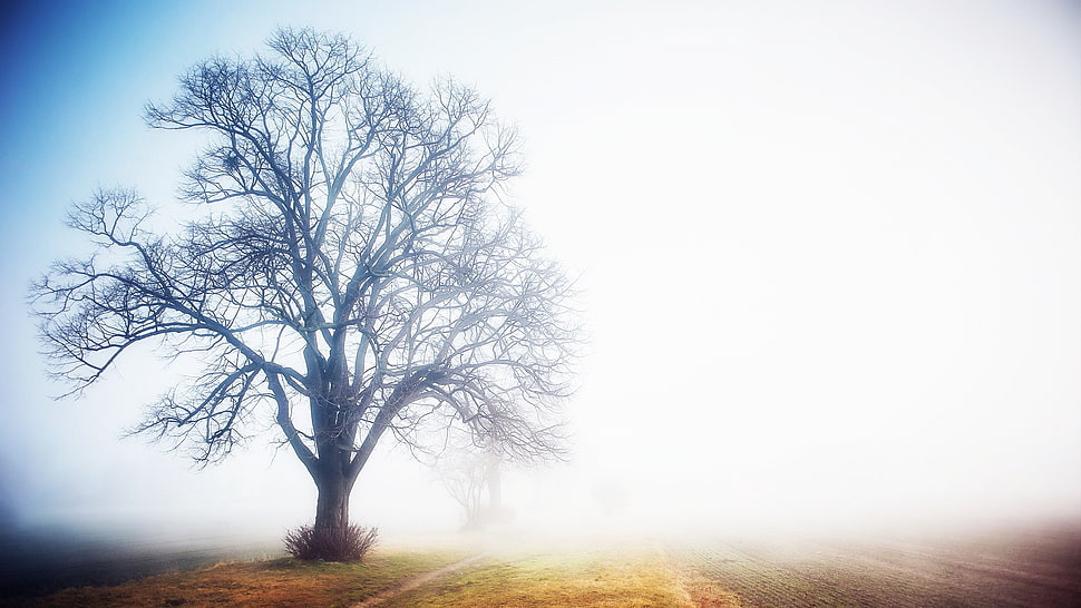 brown bare tree, trees, mist HD wallpaper
