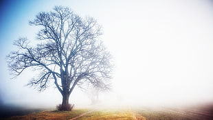 brown bare tree, trees, mist