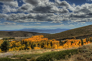 orange and green forest and hill, mono lake