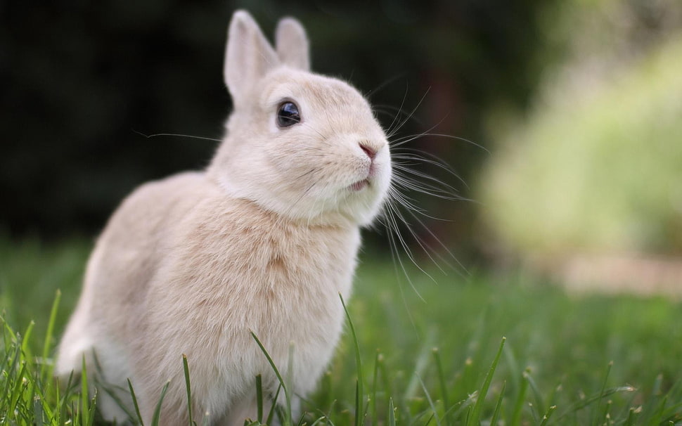 brown bunny, nature, animals, rabbits, grass HD wallpaper