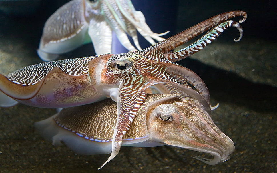 three brown and white squids, cuttlefish, aquarium HD wallpaper