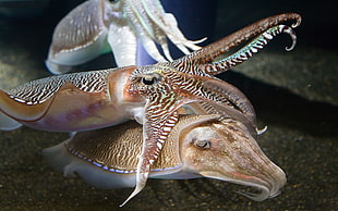 three brown and white squids, cuttlefish, aquarium