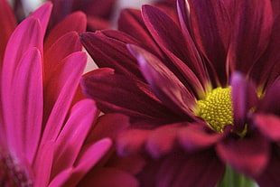maroon flower in auto focus photography HD wallpaper