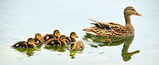 brown and black duck and ducklings near body of water during daytime, hen