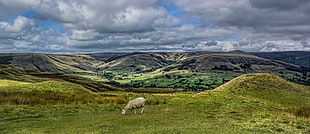 white sheep on grass field over looking hills at day time HD wallpaper