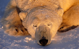 polar bear laying on snow during daytime