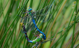 selective focus of two dragonflies on green grass HD wallpaper